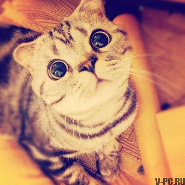 „Shishi-Maru-famous-cat-on-Instagram-005”